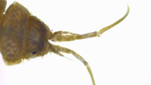 Sow Bug